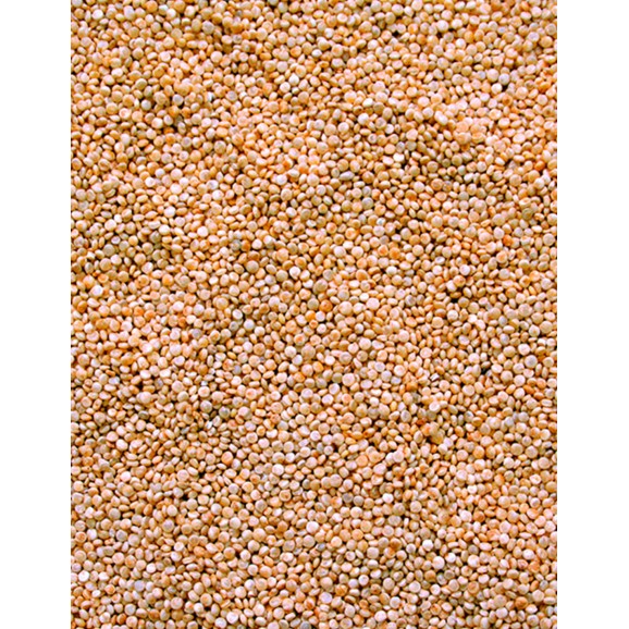 Sivaris Quinoa