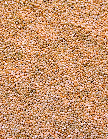 Sivaris Quinoa