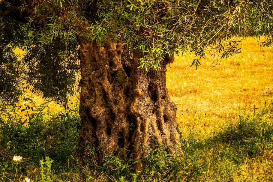 Árbol Olivo