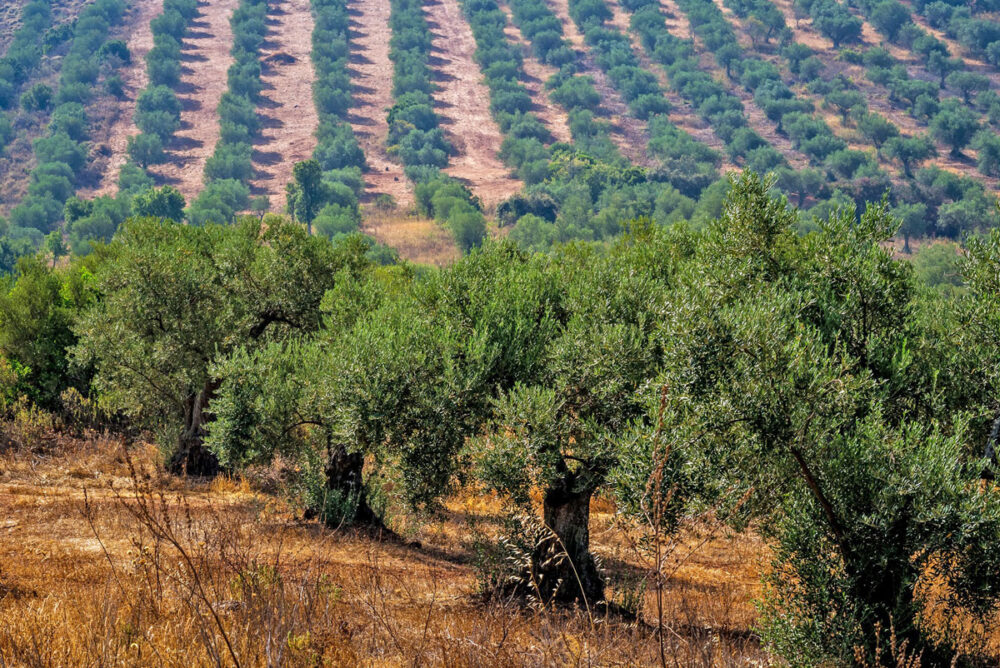Olive trees