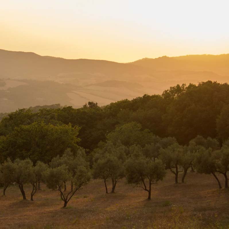 Olivar