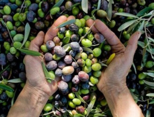 TIPOS DE ACEITE DE OLIVA