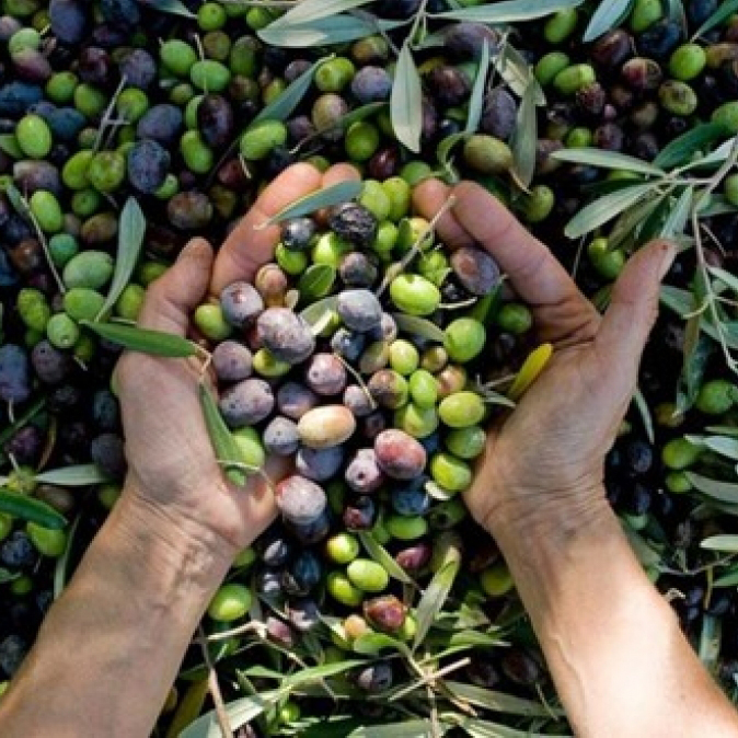 TIPOS DE ACEITE DE OLIVA