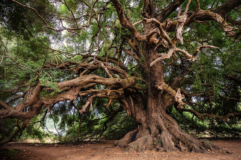 Árbol Olivo