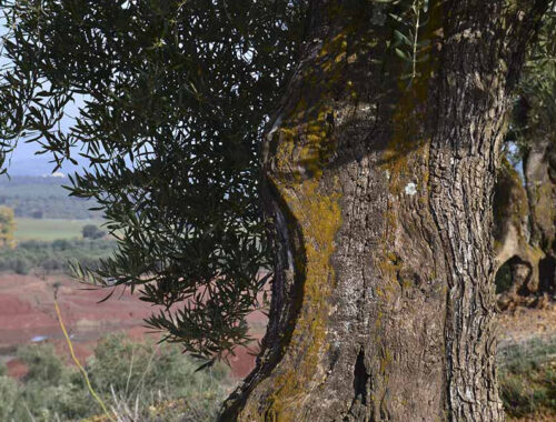 PUEDES DISFRUTAR DE ACEITES DIGNOS DE UN EMPERADOR