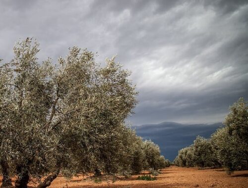 AOVE el tesoro de la tierra