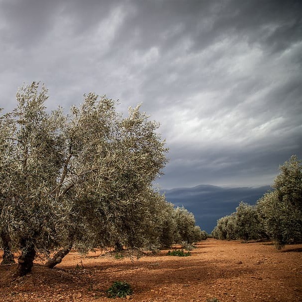 AOVE el tesoro de la tierra