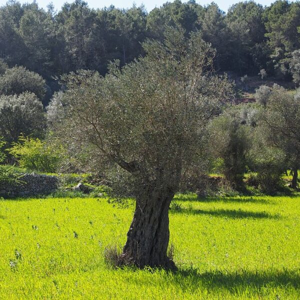 Olivos