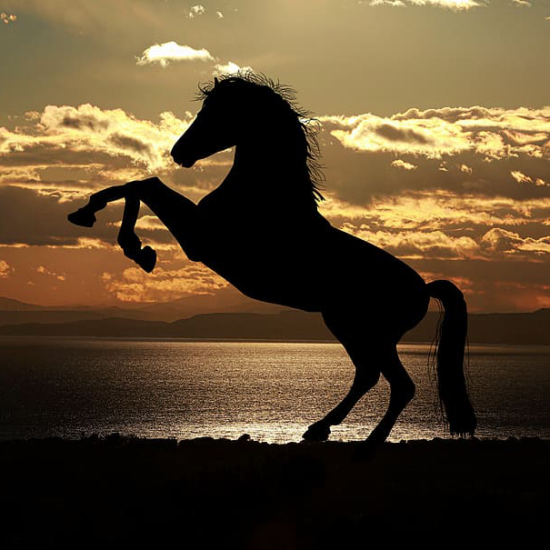 Olivo o caballo
