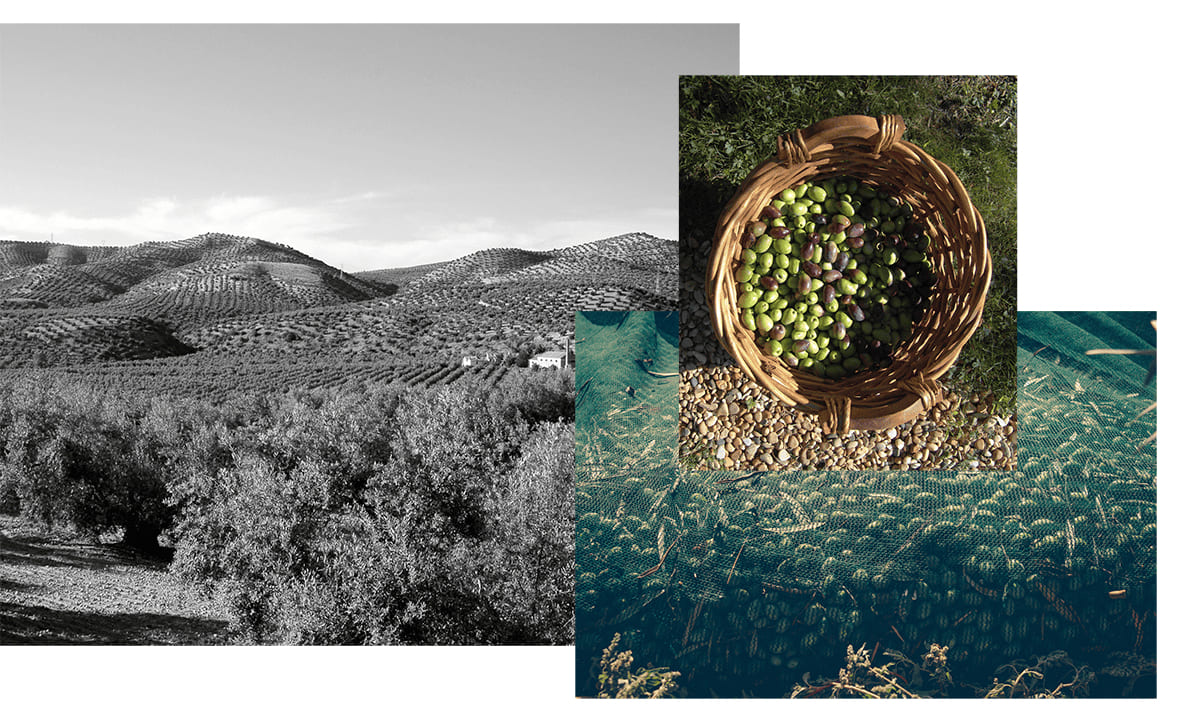 Conjunto de imágenes de campos de olivos: colinas con viñetas de olivos en blanco y negro, un cesto de aceitunas verdes y moradas sobre suelo pedregoso, y una vista de un campo de cultivo superpuesto.